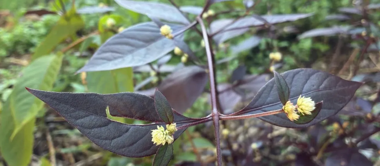 Brazilian joyweed