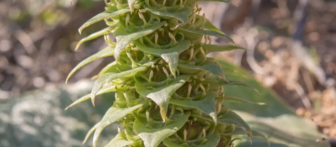 Massonia bifolia