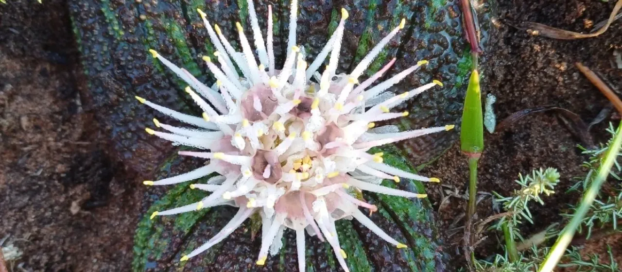Massonia longipes