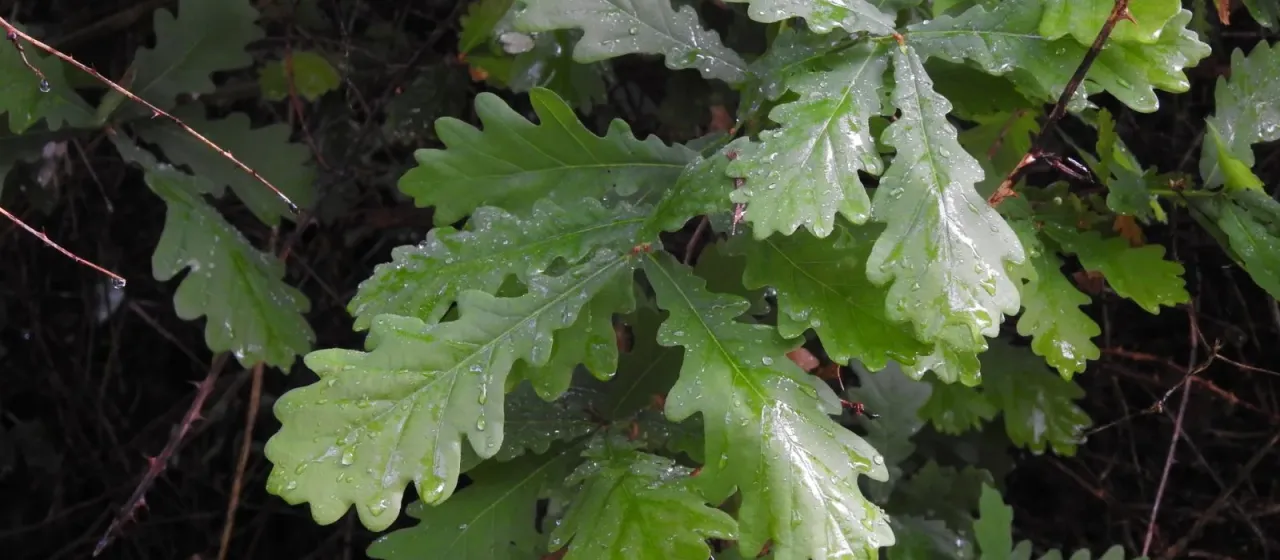 Cantabrian oak