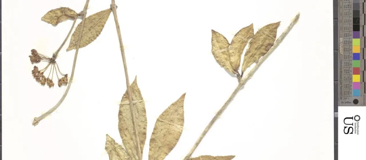Hoya ovalifolia