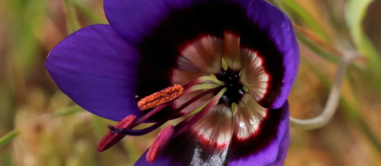 Geissorhiza monanthos