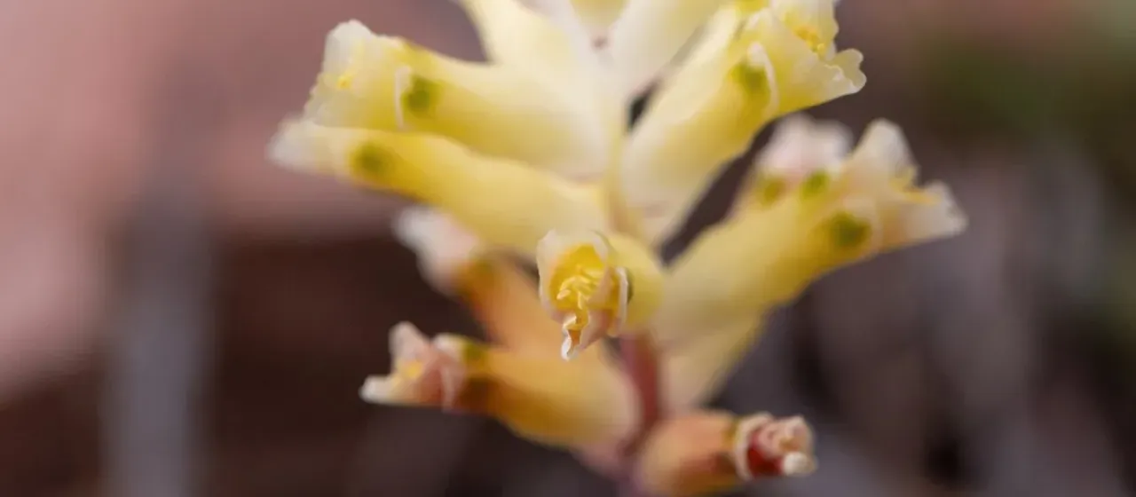 Lachenalia trichophylla