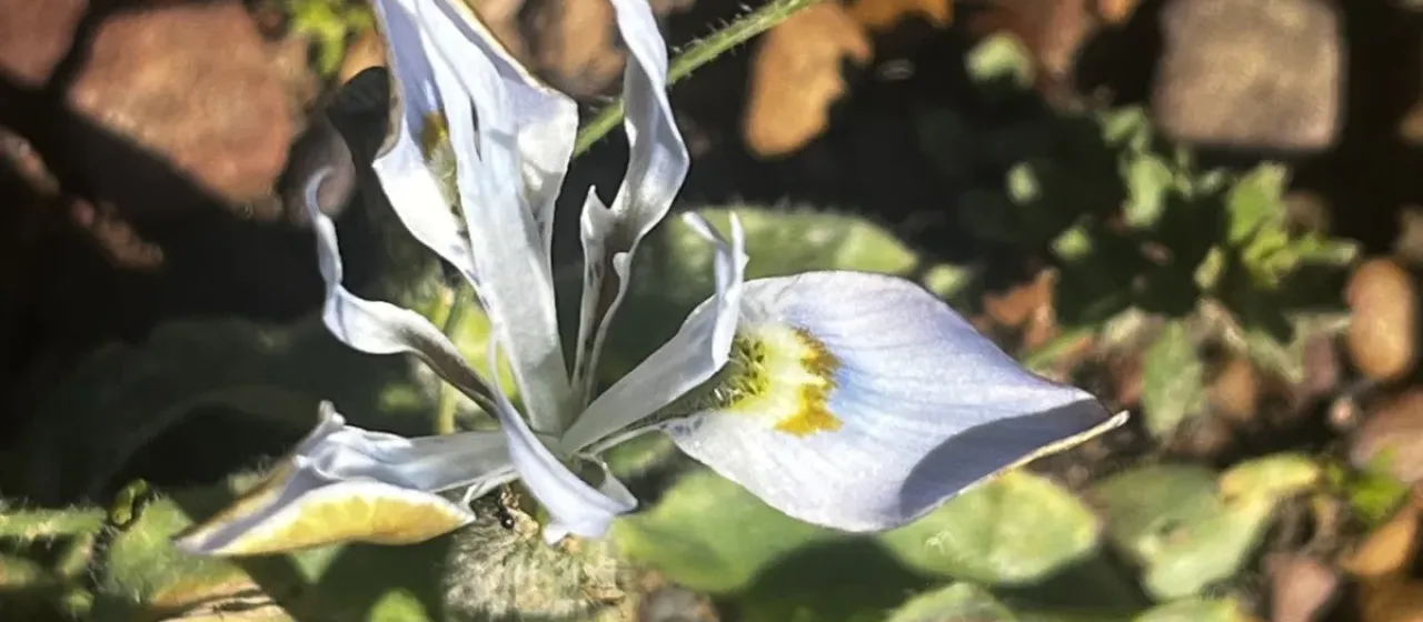 Moraea ciliata