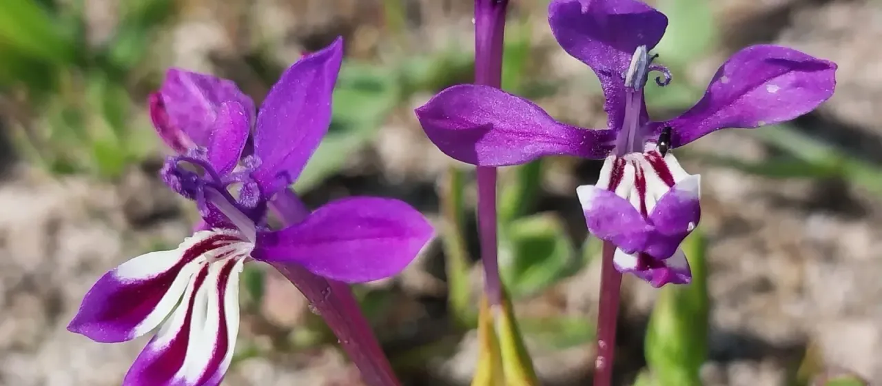 Lapeirousia jacquinii