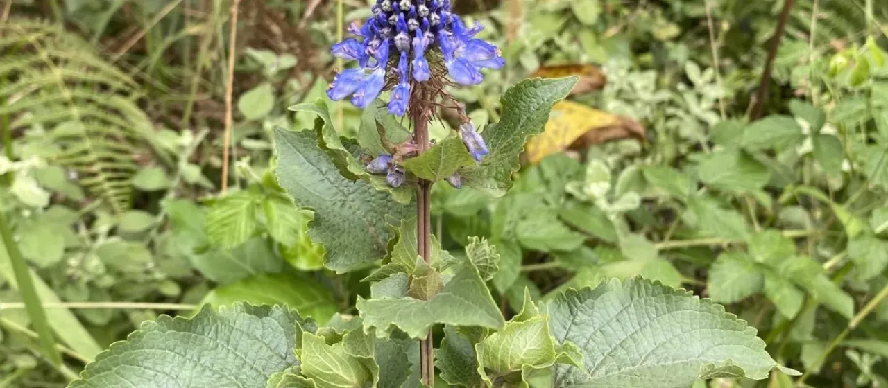 Coleus livingstonei