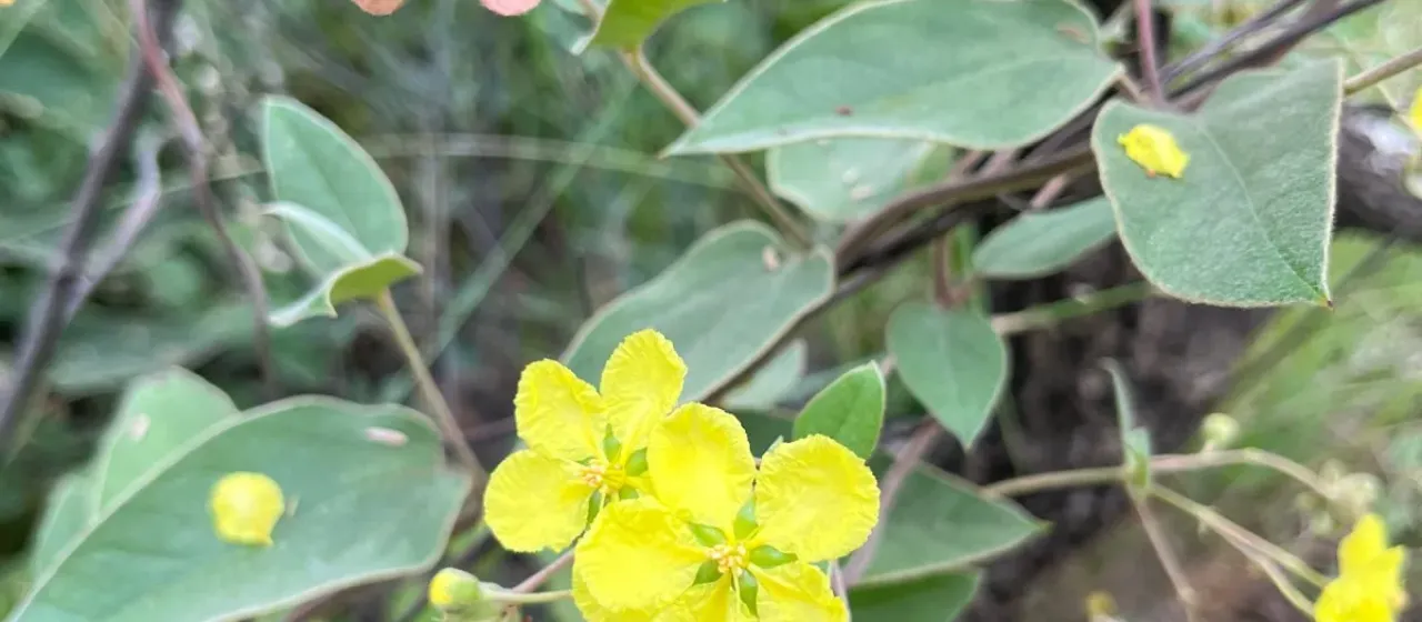 Sphedamnocarpus pruriens