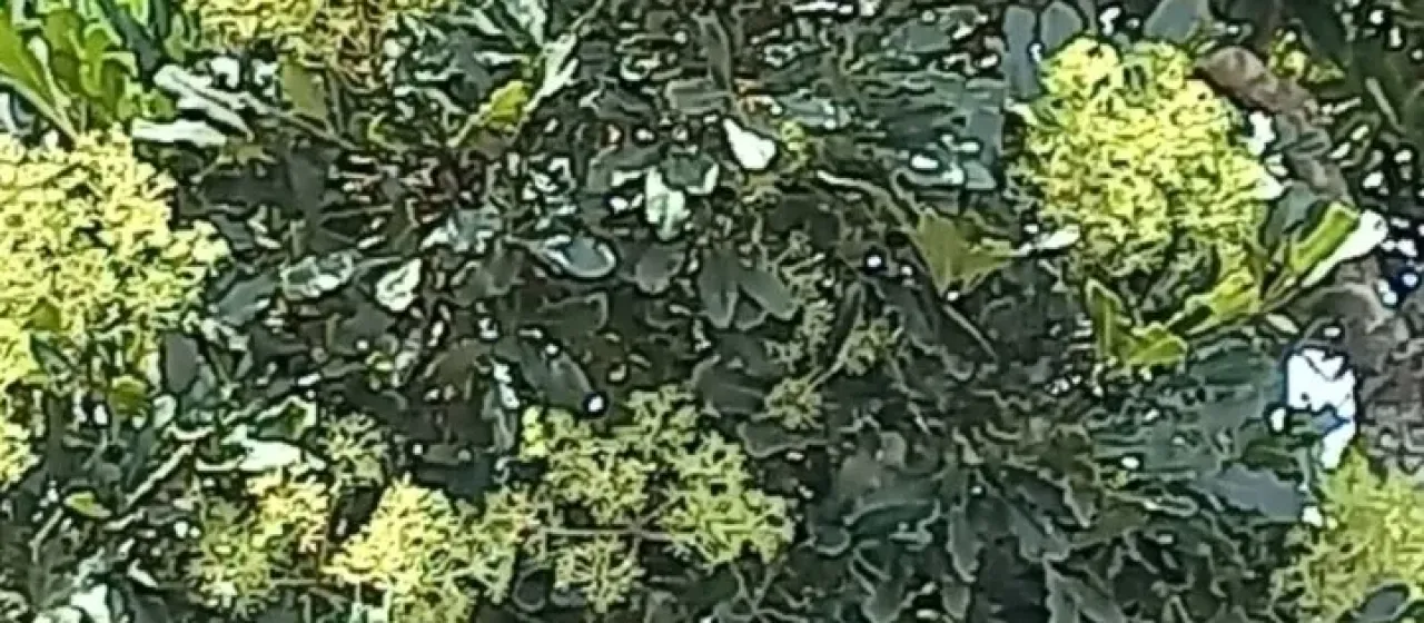 Neocussonia umbellifera