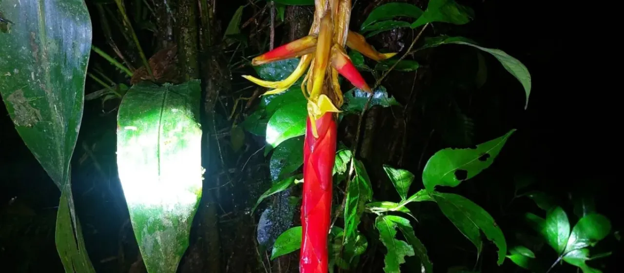 Pitcairnia arcuata