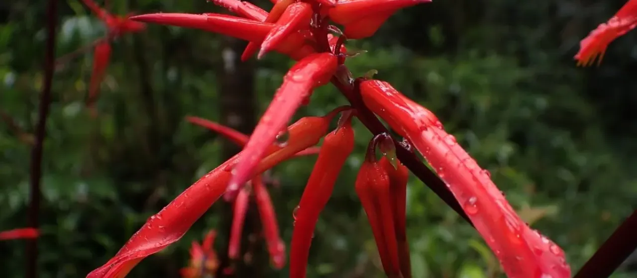 Pitcairnia lehmannii