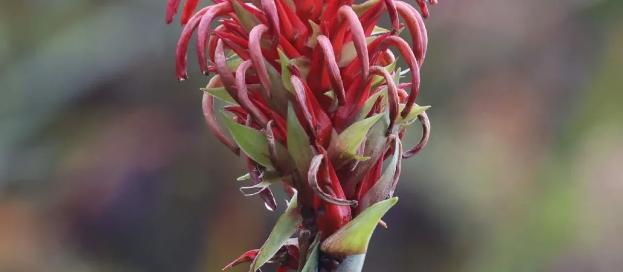 Pitcairnia bifrons