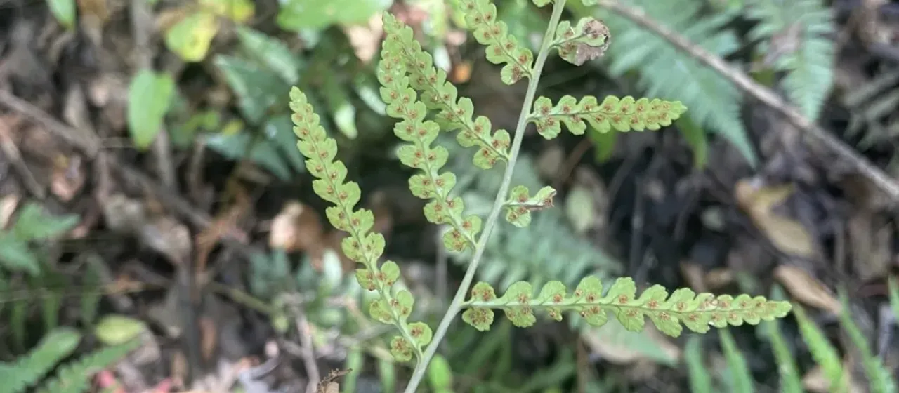 Southern Shield Fern