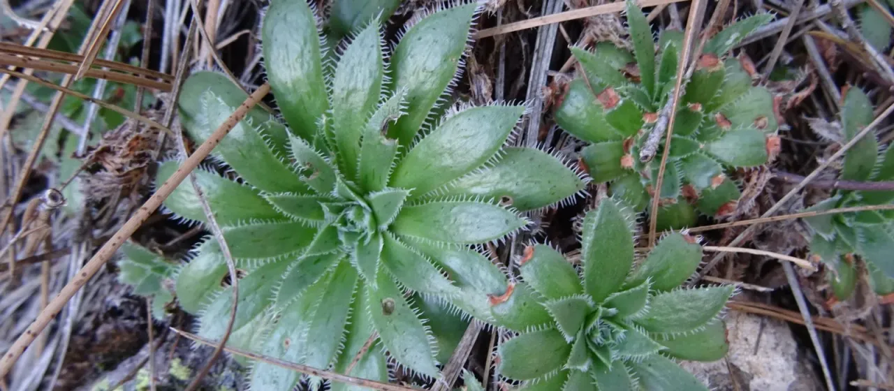 Aeonium simsii