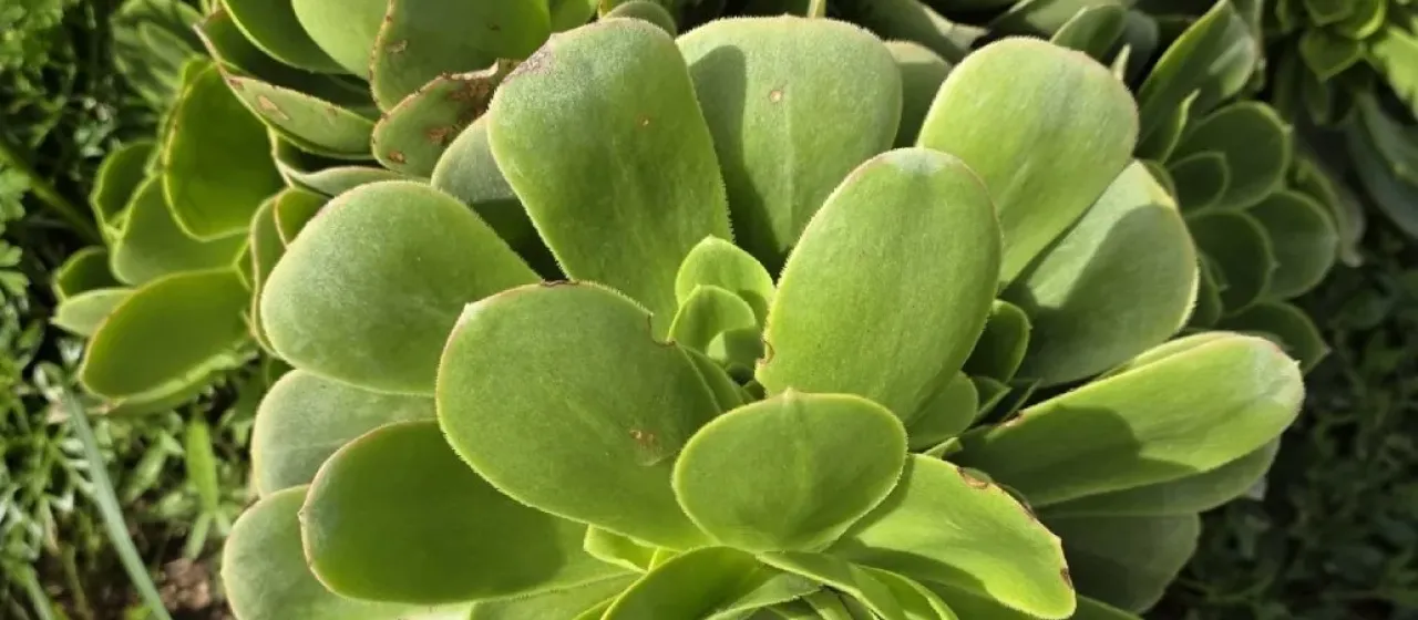 Balsamic Aeonium