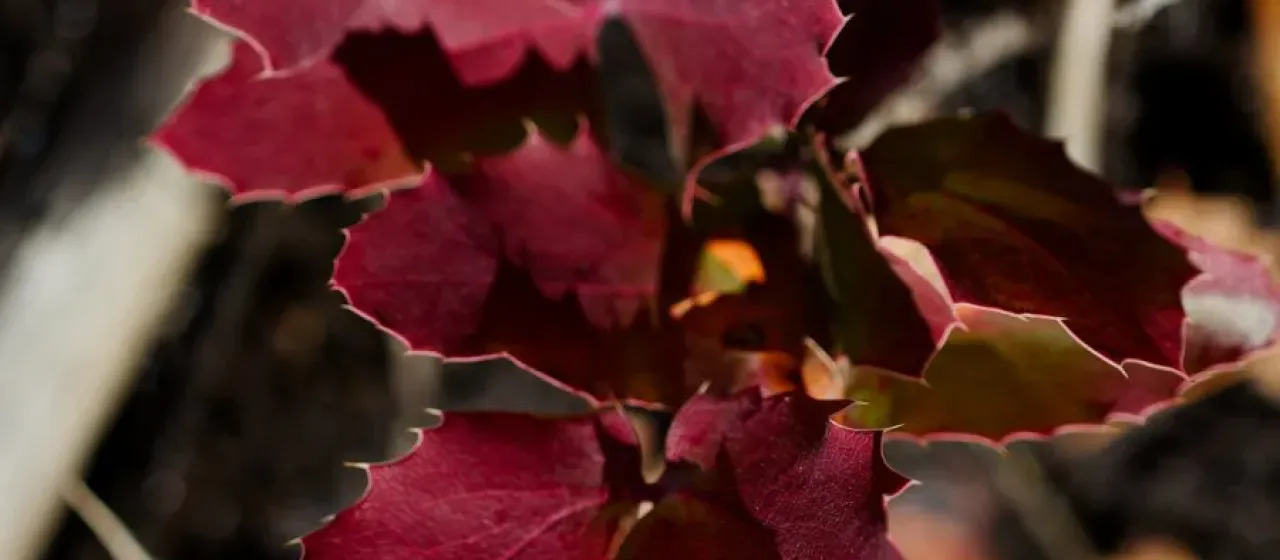 Creeping barberry
