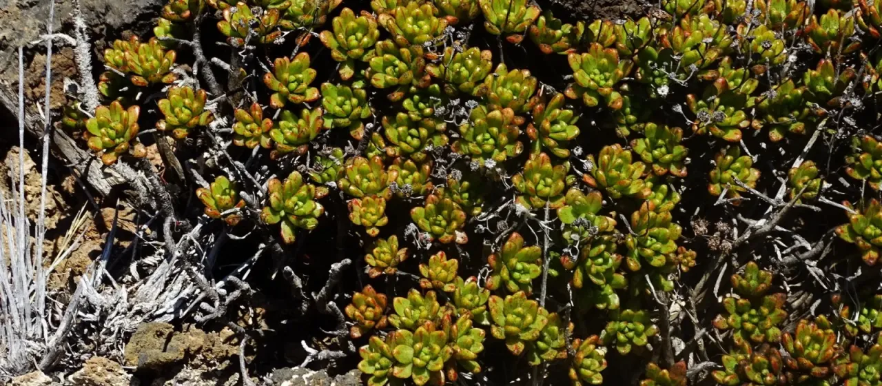 Aeonium sedifolium