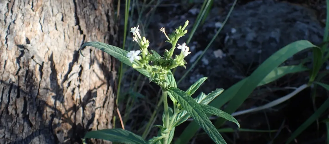 Pentas angustifolia