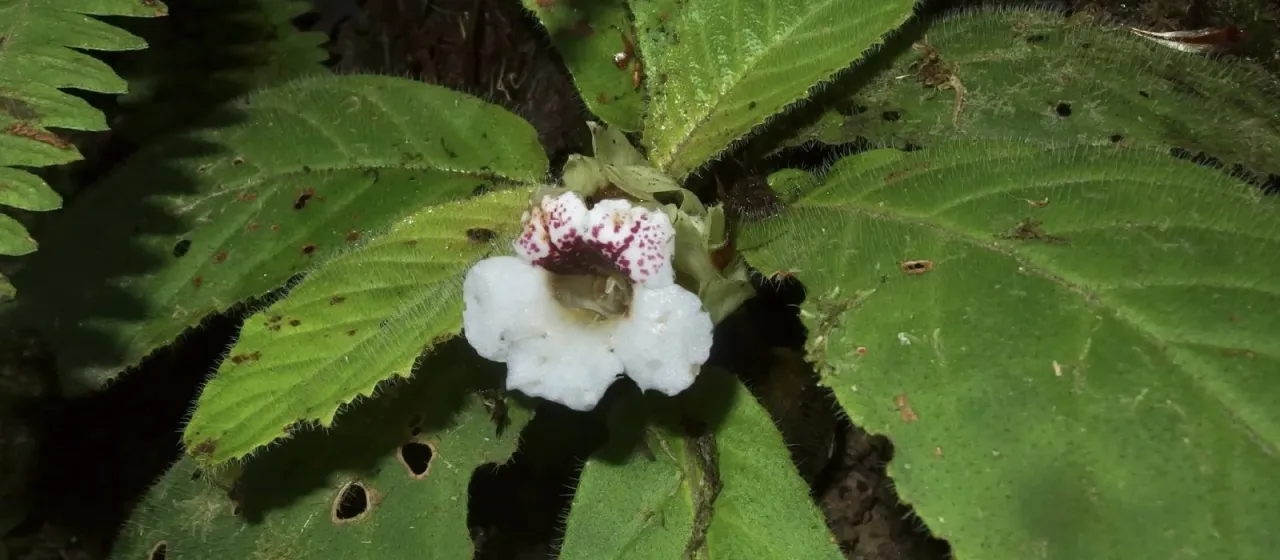 Nautilocalyx ecuadoranus