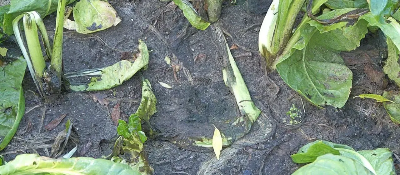 Pseudomonas marginalis
