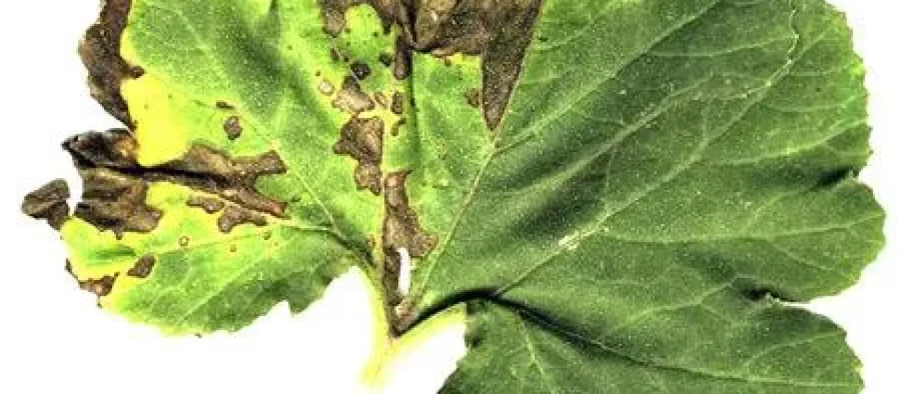 Xanthomonas campestris