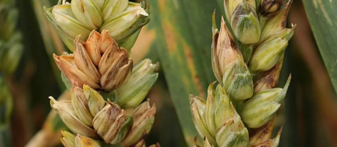 Fusarium poae