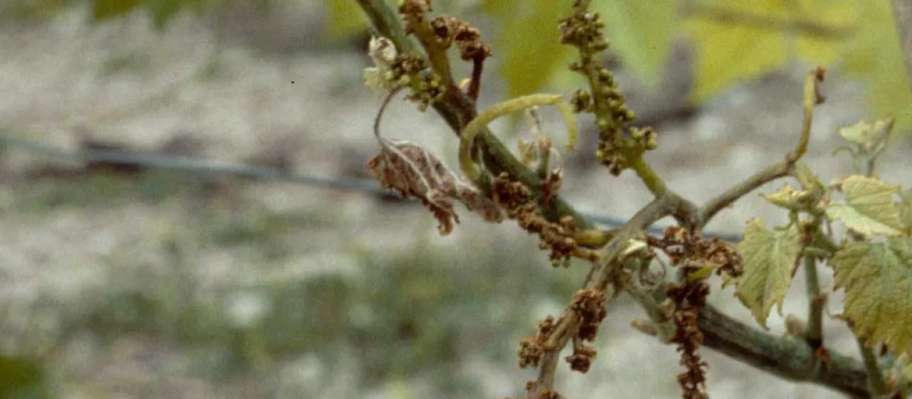 Eutypa dieback