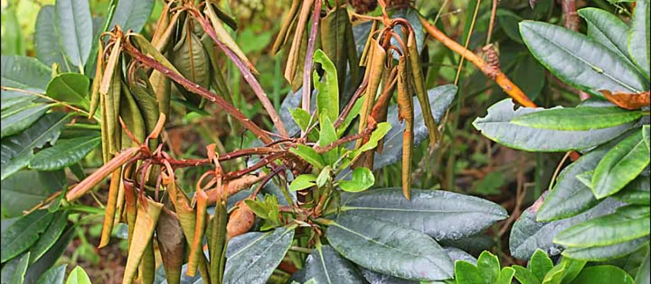 Pestalotiopsis sydowiana