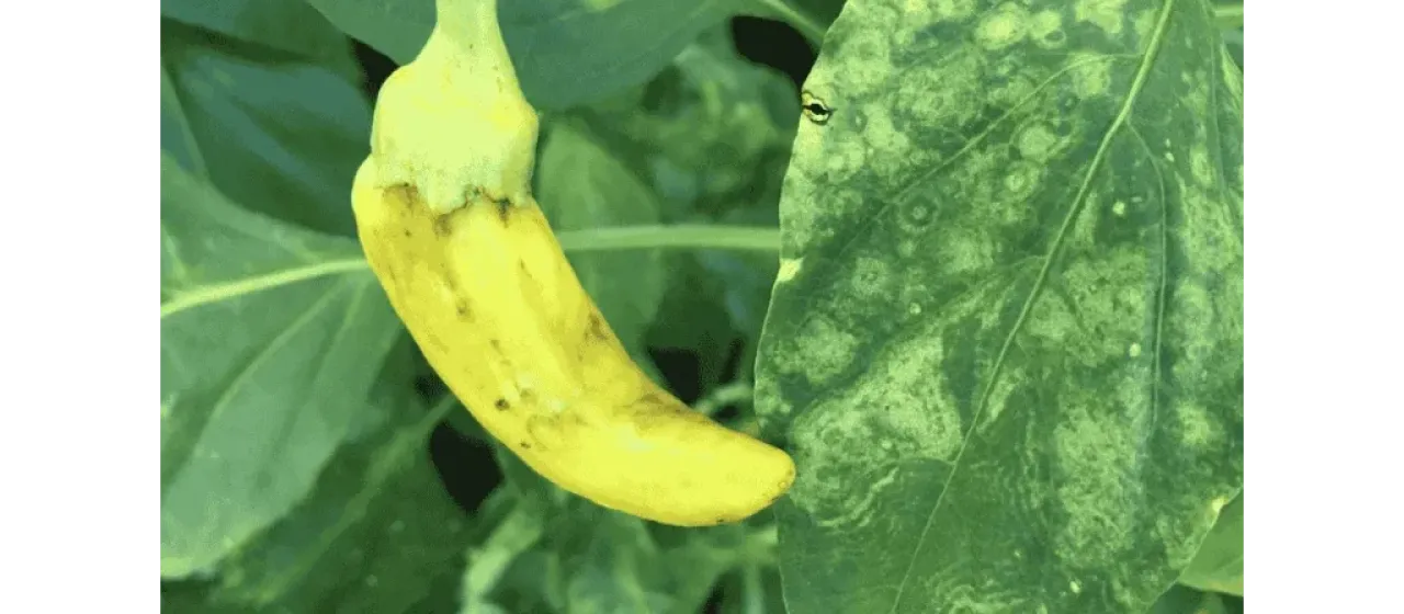 Pepper veinal mottle virus