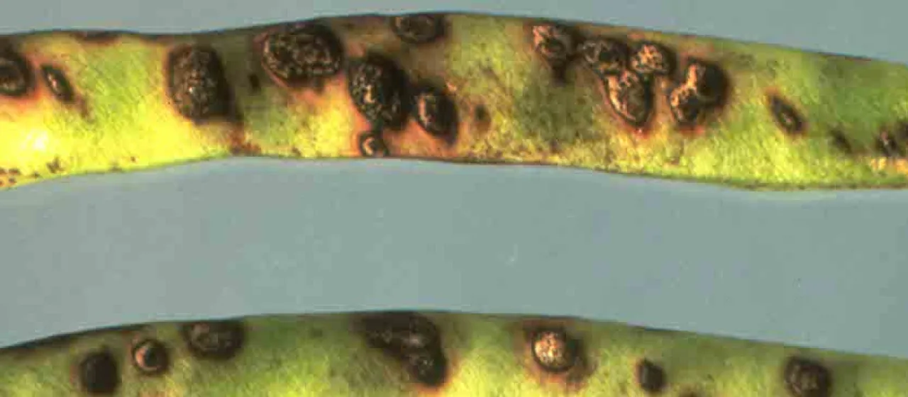 Bean anthracnose