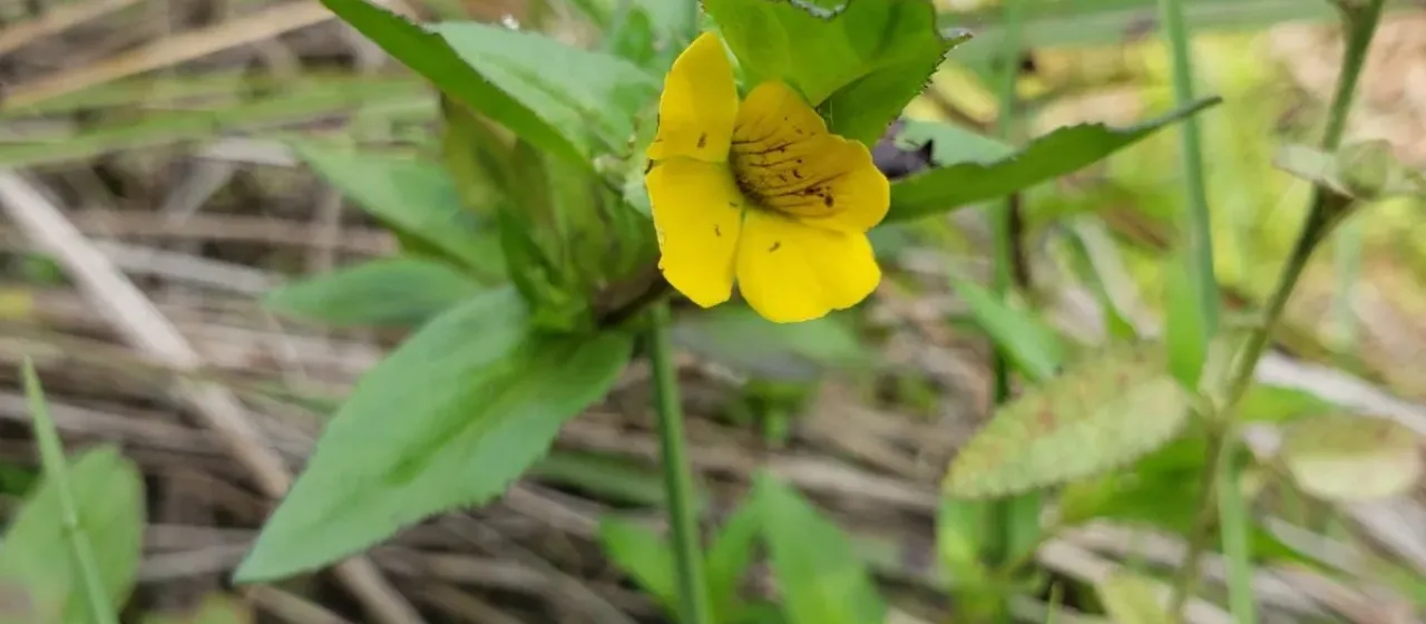 Mecardonia grandiflora