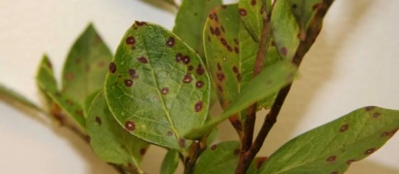 Septoria albopunctata