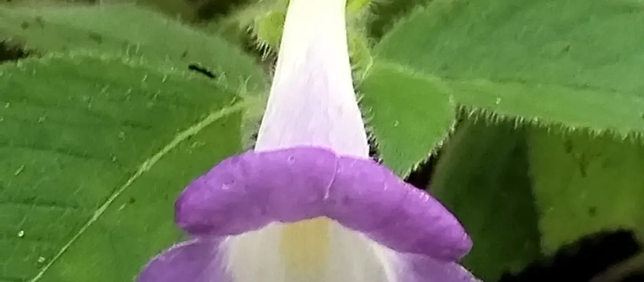 Achimenes mexicana
