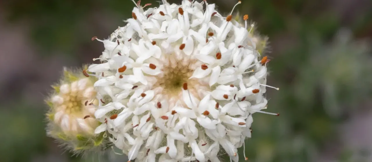 Pimelea imbricata