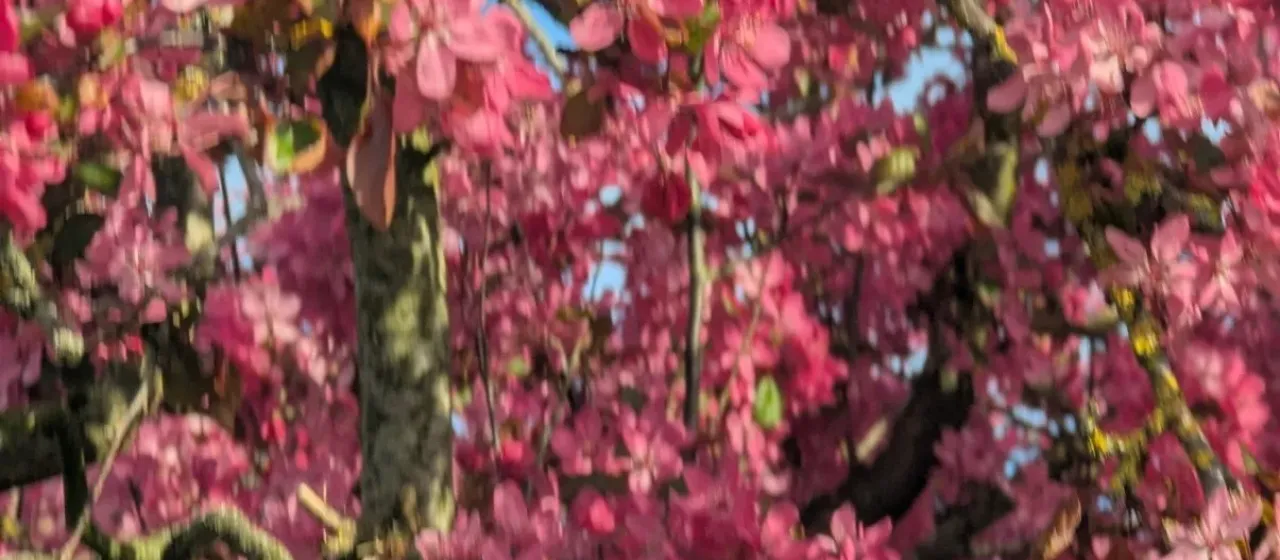 Japanese flowering crabapple