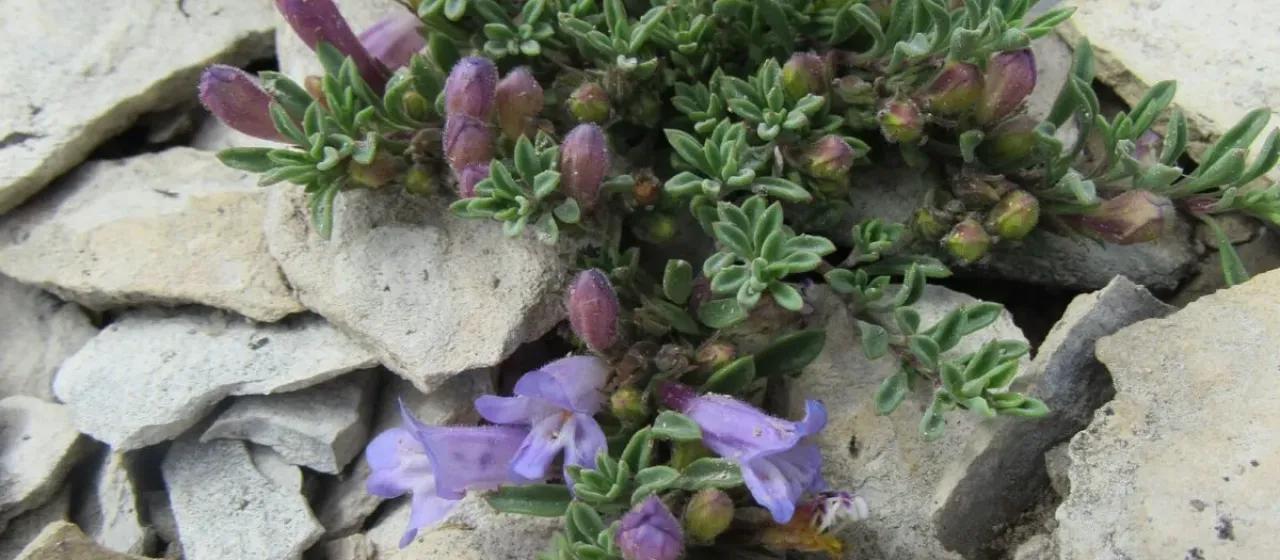 Mat penstemon
