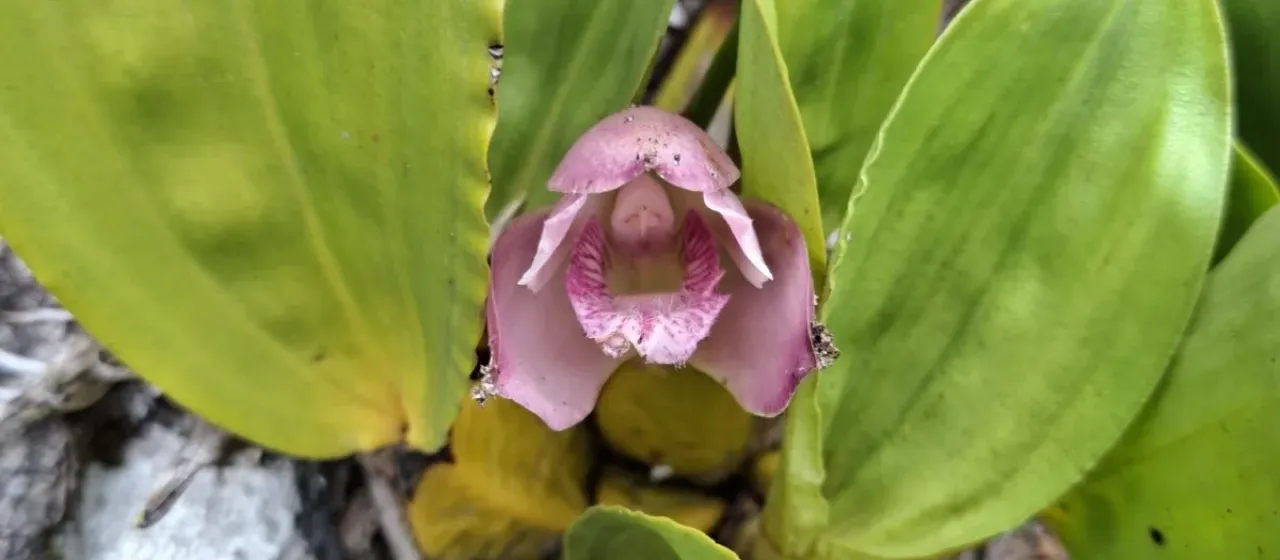 Bifrenaria tyrianthina