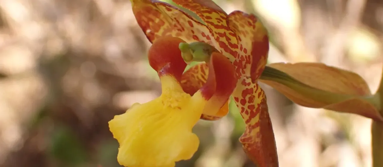 Cyrtopodium eugenii