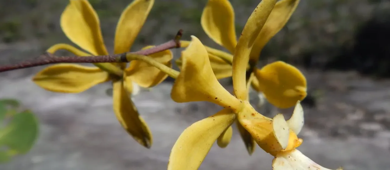 Encyclia alboxanthina