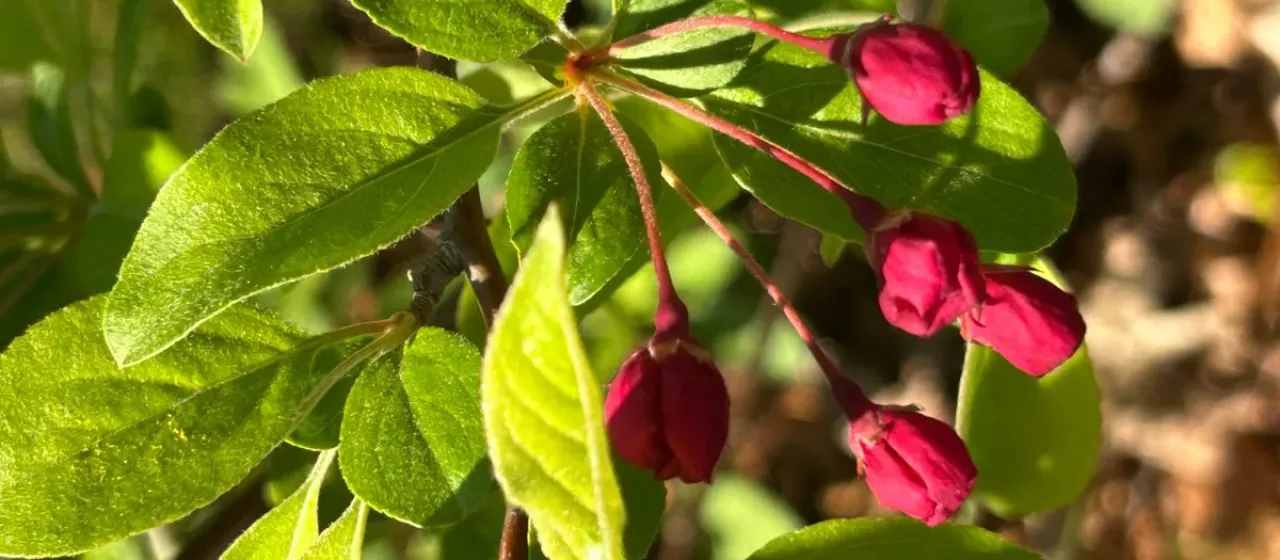 Hupeh crabapple