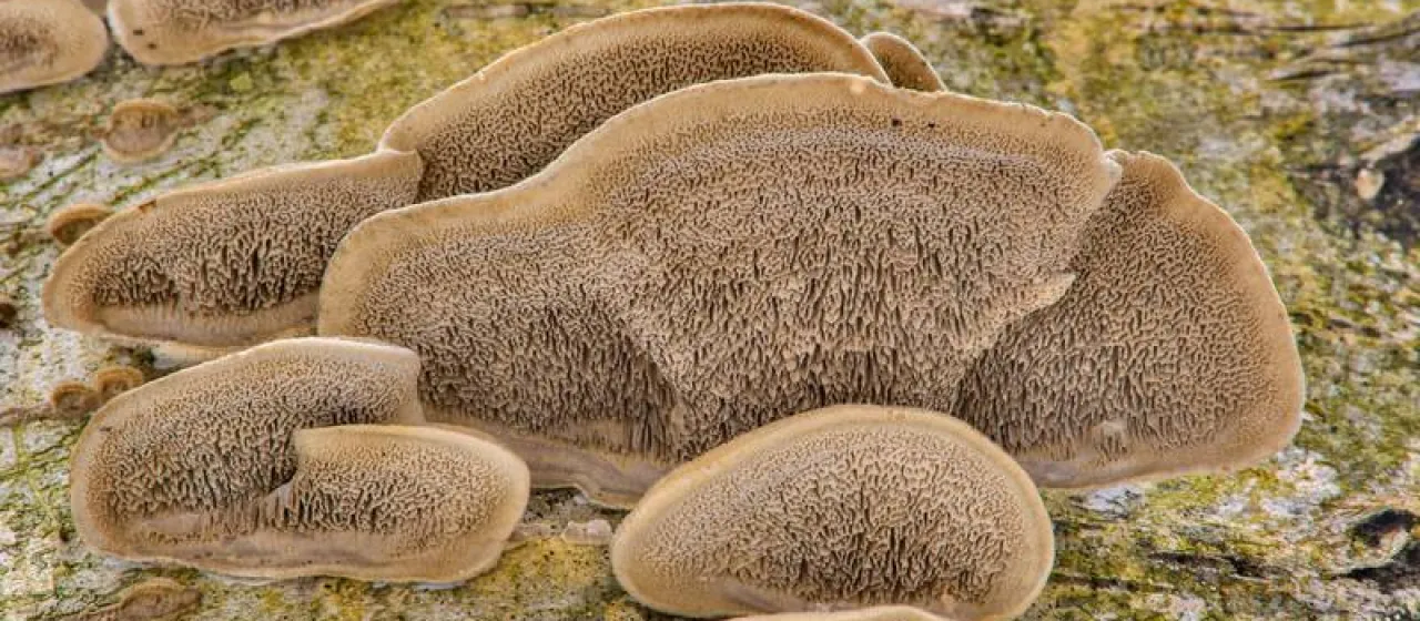 Cerrena unicolor