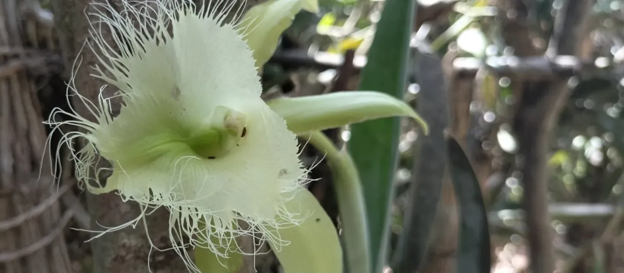 Rhyncholaelia digbyana