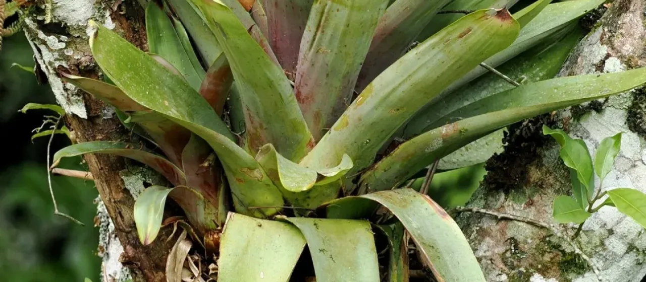 Vriesea bituminosa