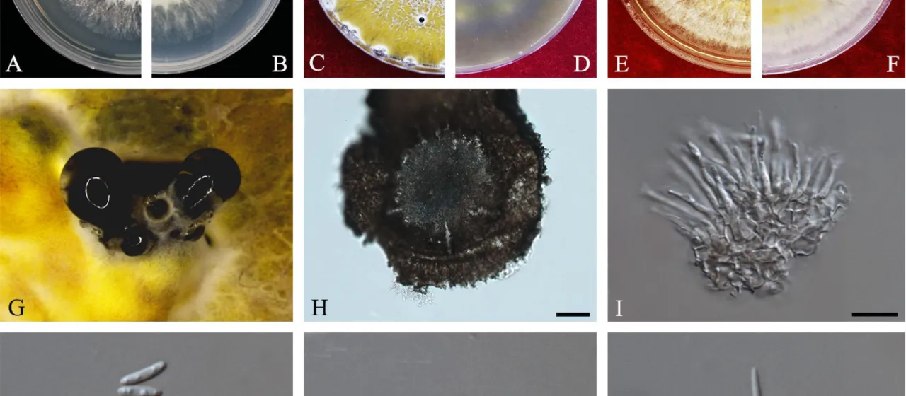 Diaporthe masirevicii