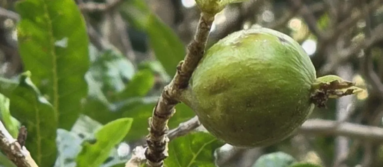 Gardenia urvillei