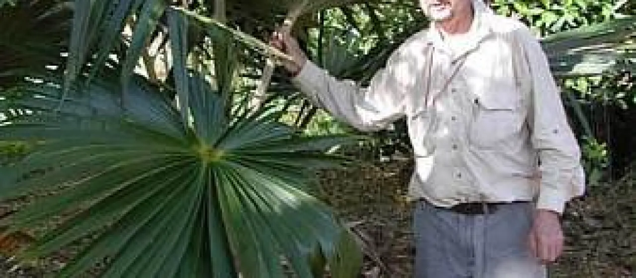 Pritchardia minor