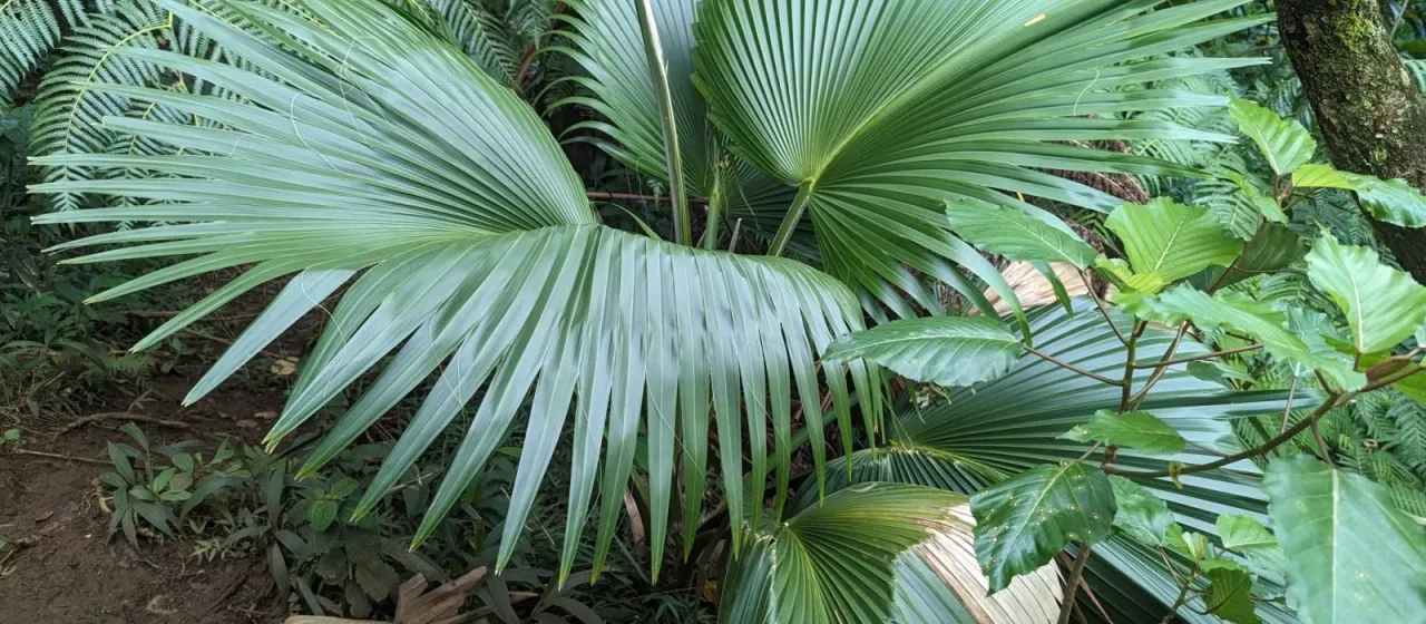 Pritchardia martii