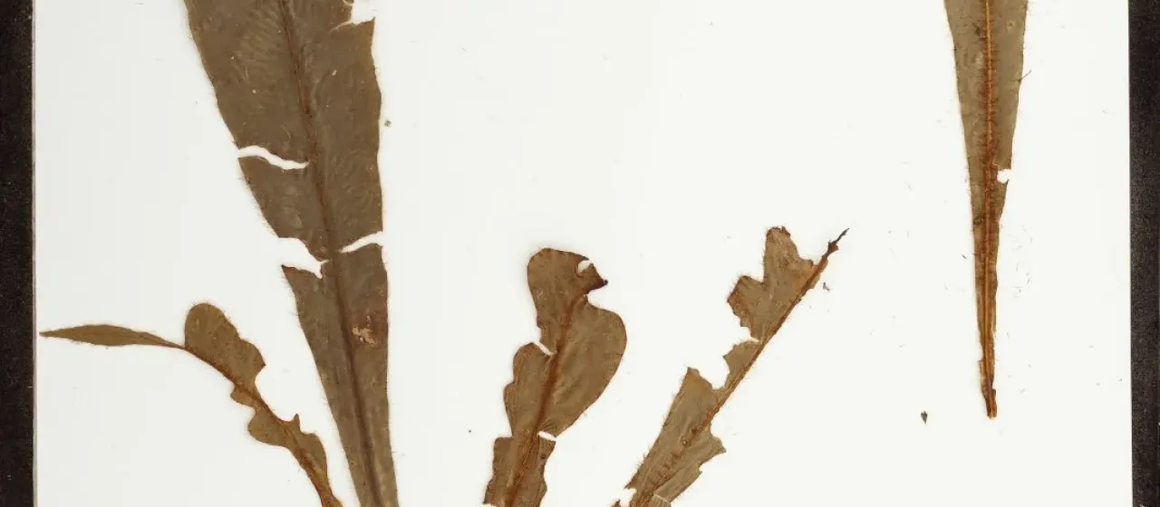 Elaphoglossum apodum
