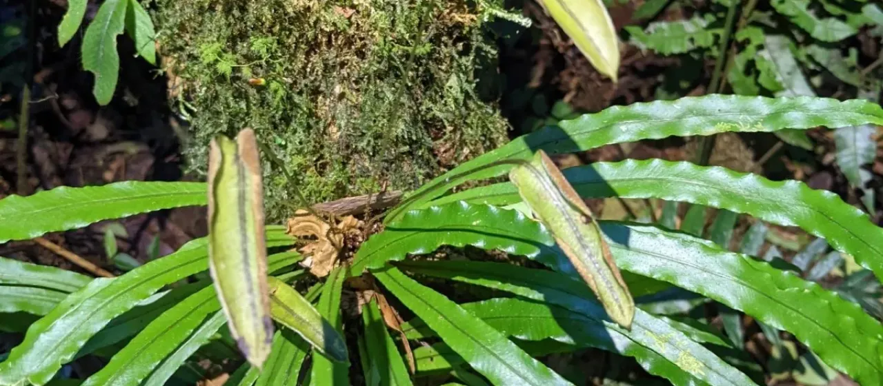 Elaphoglossum eximium