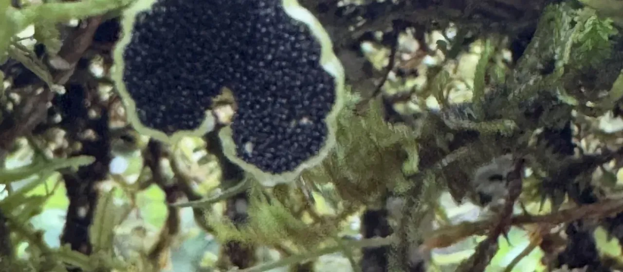 Elaphoglossum peltatum