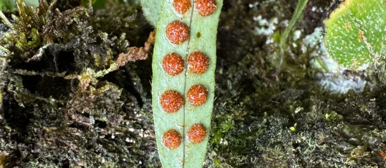 Microgramma piloselloides
